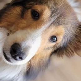 Miko - Shetland Sheepdog