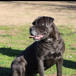 Cane Corso from Battlefield Cane Corso
