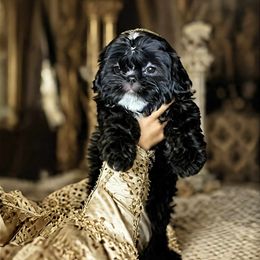 Senka -shadow - Black and white female Shih Tzu puppy in Riverside, California from ShihTzuki Pups Of Riverside