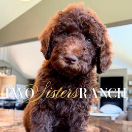 Betsy - female Newfypoo puppy in Jackson, Missouri from Two Sisters Ranch, LLC