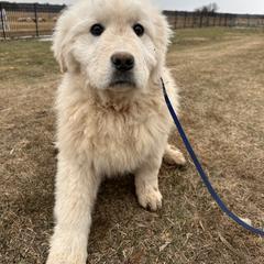 Bashful - White male Maremma Sheepdog puppy in New Auburn, Wisconsin from Cordell Corgis