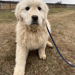 Bashful - White male Maremma Sheepdog puppy in New Auburn, Wisconsin from Cordell Corgis