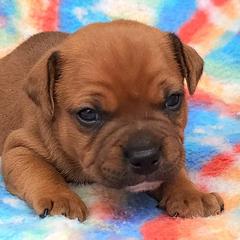 Staffordshire Bull Terriers from Want to cancel membership