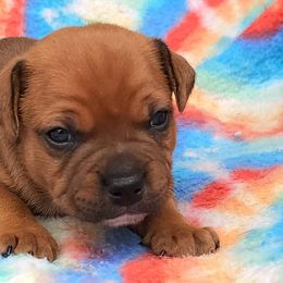 Staffordshire Bull Terriers from Want to cancel membership