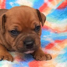 Staffordshire Bull Terriers from Want to cancel membership