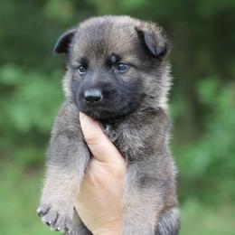 6th choice - Sable male German Shepherd puppy in Lucasville, Ohio from Trusting Hearts Kennel
