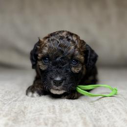 Badger - Sable male Bernedoodle puppy in Lamar, Colorado from Jozlyn’s Pups