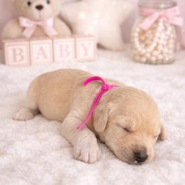 Joy - Cream female Goldendoodle puppy in Houston, Texas from Were The Mack'Doodles