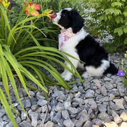 Goldendoodle and Sheepadoodle Puppies from Maplesierradoodles