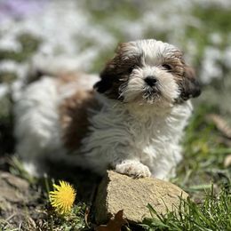 Assorted Doodle Crosses, Bernedoodles, and Shichons from Shondel Puppy Paws