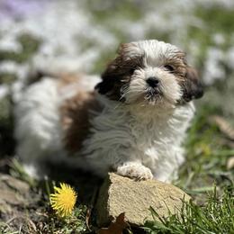 Assorted Doodle Crosses, Bernedoodles, and Shichons from Shondel Puppy Paws