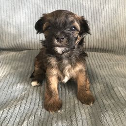 Havanese Puppies from Selah Havanese