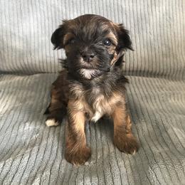 Havanese Puppies from Selah Havanese
