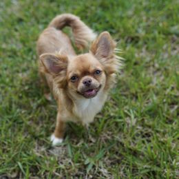 Iza - Chihuahua