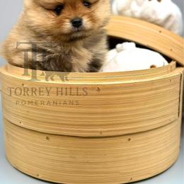 Clementine - Red sable female Pomeranian puppy in Redlands, California from Torrey Hills Poms