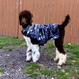 Cita - Poodle