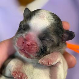 Orange collar - Black white and silver male Shih Tzu puppy in Berkeley Springs, West Virginia from Sandridge Shih Tzus