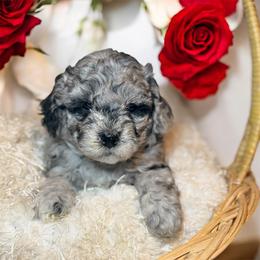 Beau - Merle male Goldendoodle puppy in North Branch, Michigan from Graceful Miniature Goldendoodles