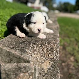 Ghost - Tri-color male Border Collie puppy in Lewis, Iowa from 4Ransom Ranch
