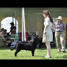 Labrador Retriever Puppies from Sound View Labradors East
