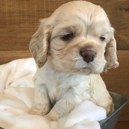 Cocker Spaniel Puppies from Ozark Haven Farm