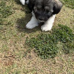 Havanese and Havapoo Puppies from Happytailspuppies