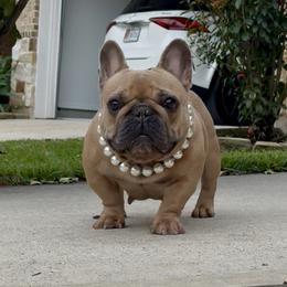 Poundcake - French Bulldog