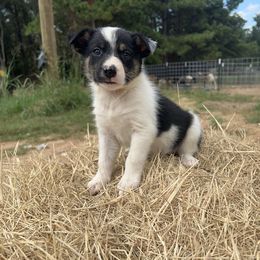 Girl 2 - P - Tri-color female Border Collie puppy in Annona, Texas from Madeline's Border Collies