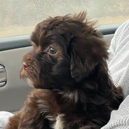 Cocoa - Havanese