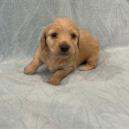 Brittany- AKC - Cream female Dachshund puppy in Gainesville, Texas from Diamond B Doxies