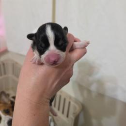 Brown collar - Black and tan female Pembroke Welsh Corgi puppy in Fallon, Nevada from Fuzzy Butt Corgies