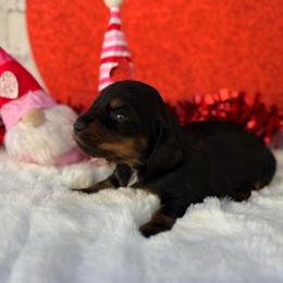 Bentley - Black and tan female Dachshund puppy in Colbert, Oklahoma from Brooke Crenshaw