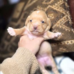 Snowbell - Buff and white female Cockapoo puppy in West Point, Mississippi from Golden Paws
