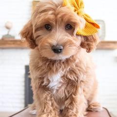 Clio - Red female Double Doodle puppy in Lehi, Utah from Our Little Farm Life Doodles