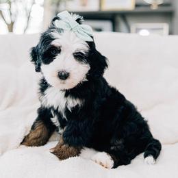 Eclair - Tri-color female Bernedoodle puppy in Murray, Utah from Sun Valley Doodles