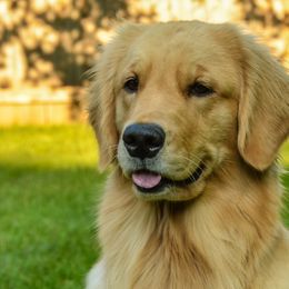 Golden Retrievers from Goldenway Goldens