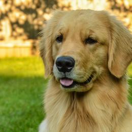 Golden Retrievers from Goldenway Goldens