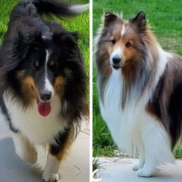Shetland Sheepdog puppies from Country Acres Shetland Sheepdogs