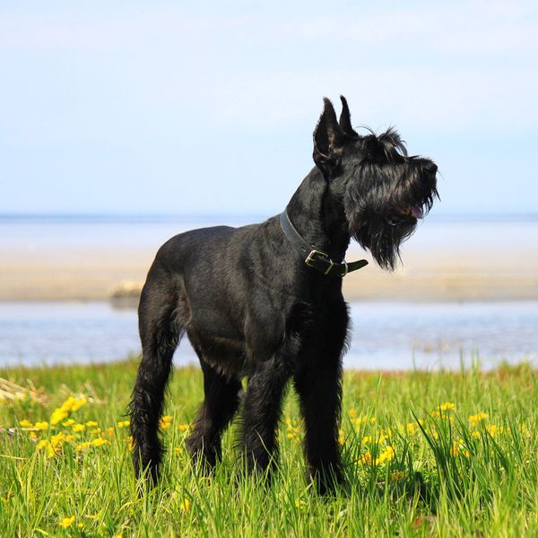 Giant Schnauzer