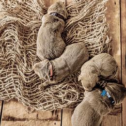 Dilute Retriever Puppies from Weathervane Labs