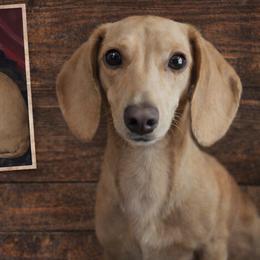 Dachshunds from Willow Weiner Ranch