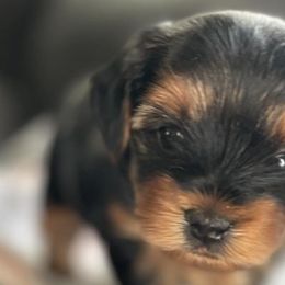 Yorkshire Terriers from Diddly Dog Company