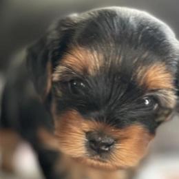 Yorkshire Terriers from Diddly Dog Company