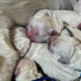 Alpine - Light golden female Golden Retriever puppy in Payette, Idaho from Stonewick Retrievers