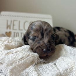 Joker 3500 - Dapple male Dachshund puppy in Sylvania, Alabama from Yancey’s Doxies