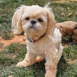 Cooper - Shih Tzu