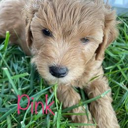 Goldendoodle Puppies from Harper’s