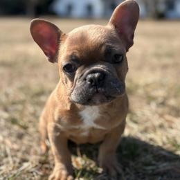 Cinnamoroll - Blue fawn male French Bulldog puppy in Salisbury, Maryland from 77 Frenchies Maryland
