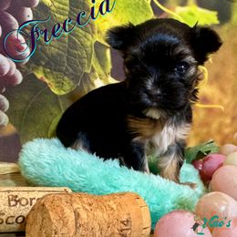 Freccia (Fray-cha) - Black and gold male Yorkshire Terrier puppy in Pleasant View, Tennessee from Vino’s Pawfect Yorkies