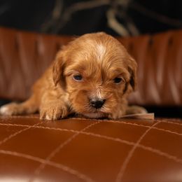 Bernedoodle, Cavapoo, Goldendoodle, and Poodle Puppies from Wasatch Pup